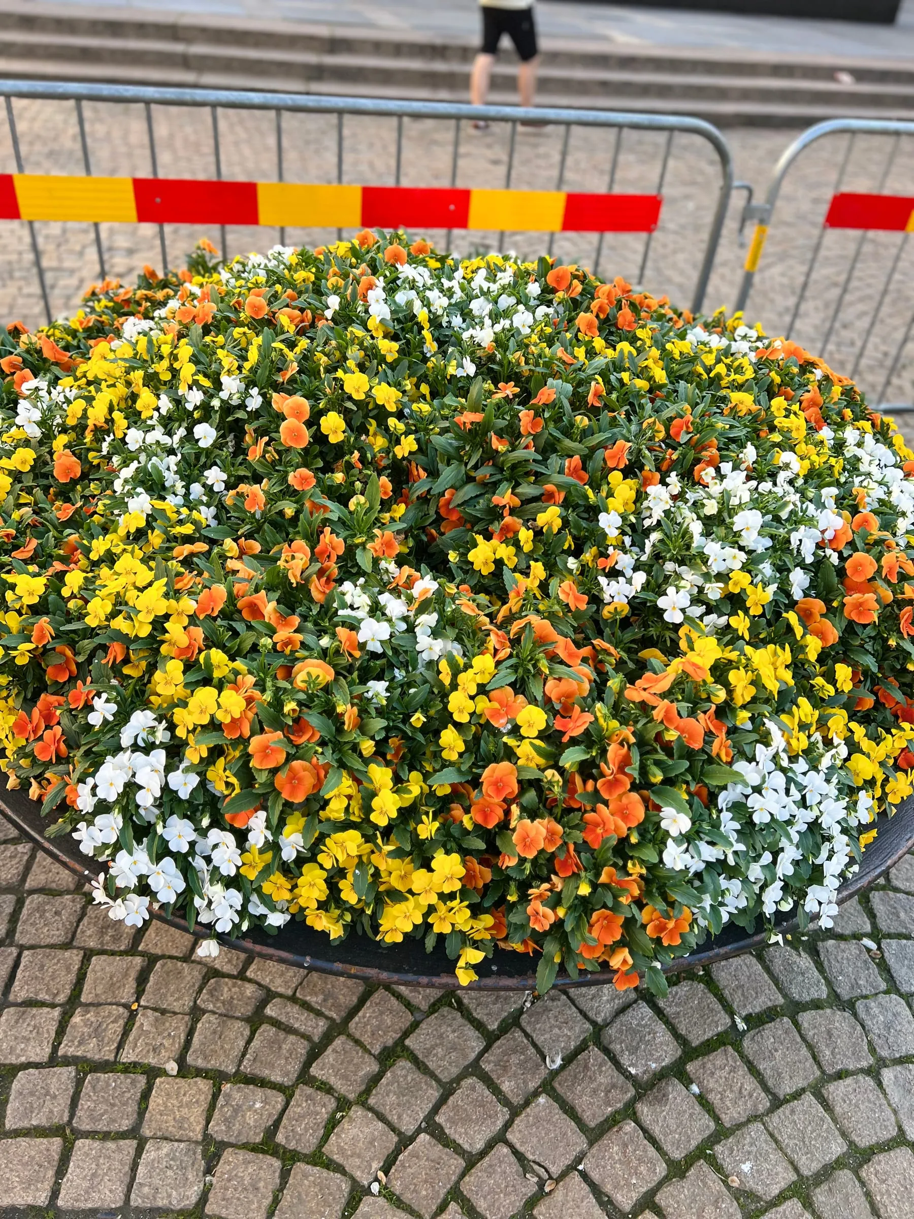 Frodig blomsterbed og beplantning i Bergen, Ellingsen AS