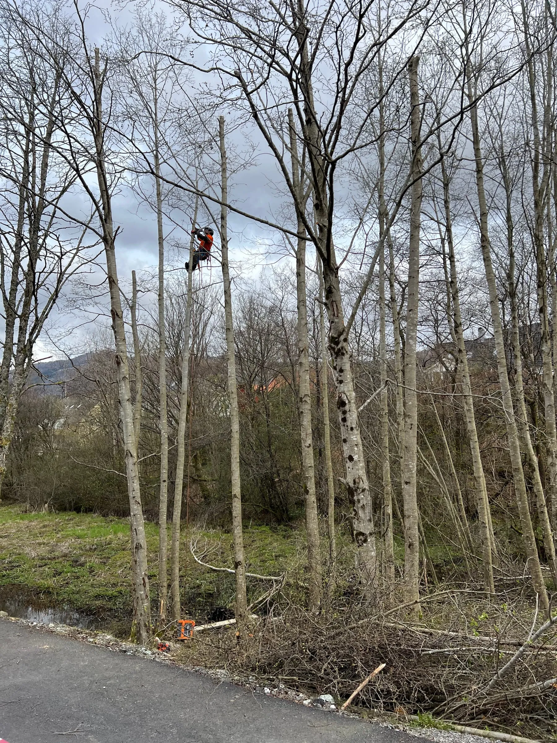 Trefelling med kran, Anleggsgartner Ellingsen AS